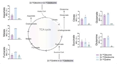 Bcaa Oxidative Metabolism In Human Induced Pluripotent Stem Cell