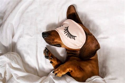 10 Dog Sleeping Positions And The Meaning Behind Them