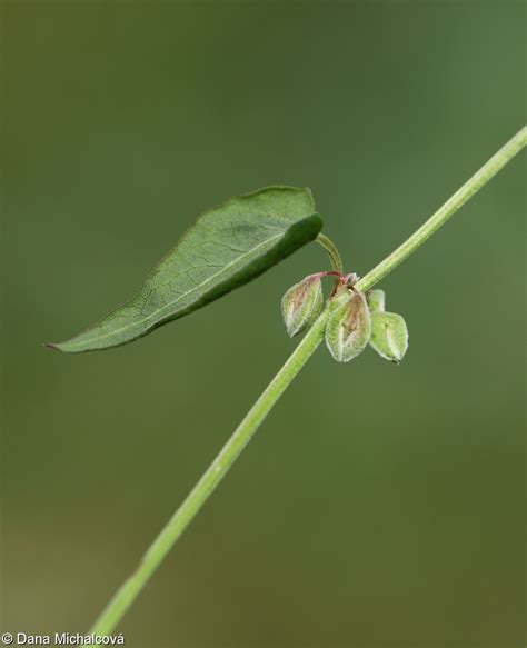 Fallopia Convolvulus Opletka Obecn Pladias Datab Ze Esk Fl Ry A