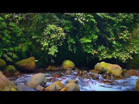 Beautiful Forest River Sounds Birds Chirping Babbling Brook Nature