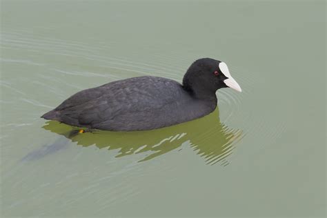 Foulque Macroule Fulica Atra Martial Kaczurak Flickr