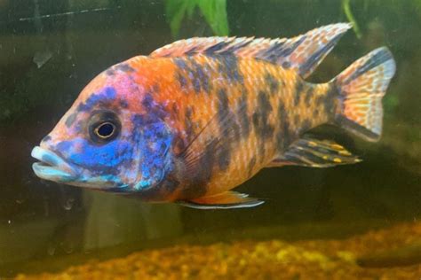 Peacock Cichlid: Care Guide (Tank Mates, Breeding & Eggs)