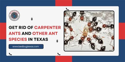 Get Rid Of Carpenter Ants Other Ant Species In Texas