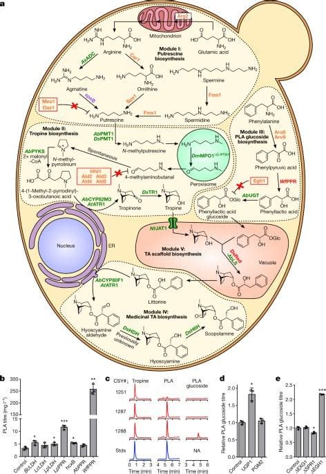 Biosynthesis of medicinal tropane alkaloids in yeast : r/citral