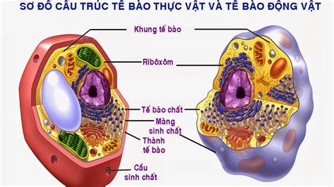 Tế Bào Và Chức Năng Của Tế Bào Youtube