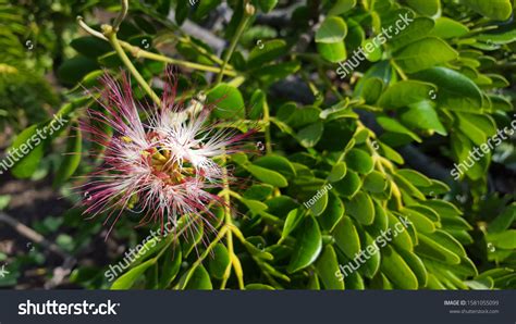 Beautiful Samanea Saman Flower Pink Color Stock Photo 1581055099 ...