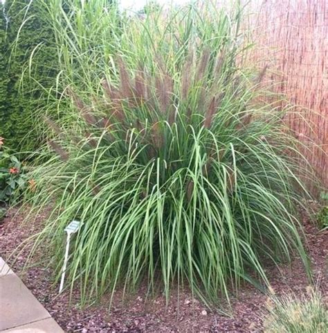 Dwarf Fountain Grass Varieties Best Hunter Zone