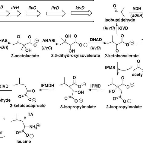 Schematic Of Isobutanol And 3 Methyl 1 Butanol Production Pathways The