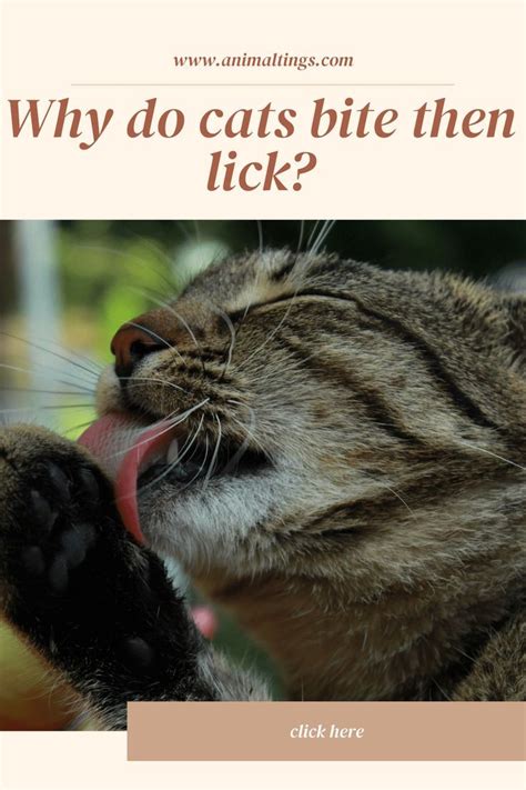 Why Does My Cat Lick Me Then Bite Me Here Are The Top Reasons Behind