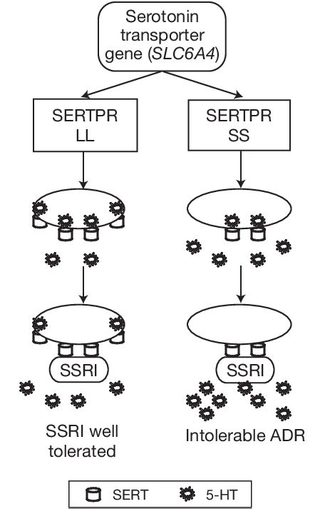 Theoretical mechanism for increased selective serotonin reuptake ...