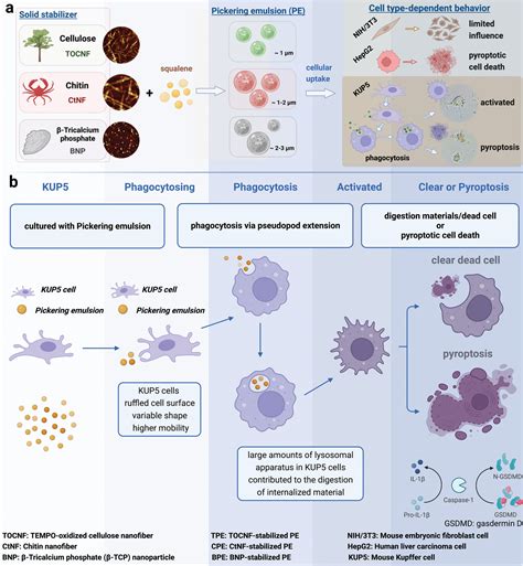 Polysaccharide NanofiberStabilized Pickering Emulsion Microparticles