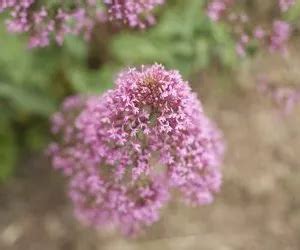 La Valeriana Rossa Propriet E Coltivazione Coltivazione Biologica