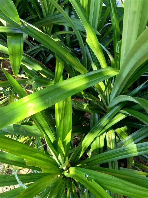 Pandanus Amaryllifolius Indonesian Called Pandan Wangi With A Natural