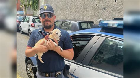 Genova Piccolo Ma Guerriero Il Chihahua Mojito Mette In Fuga Due Topi