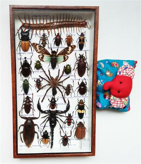 Rare Taxidermy Real Insect Display Insects Box Bug Wood T Scorpion