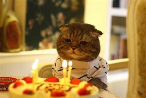 How Cats Celebrate Their Birthdays 27 Pics