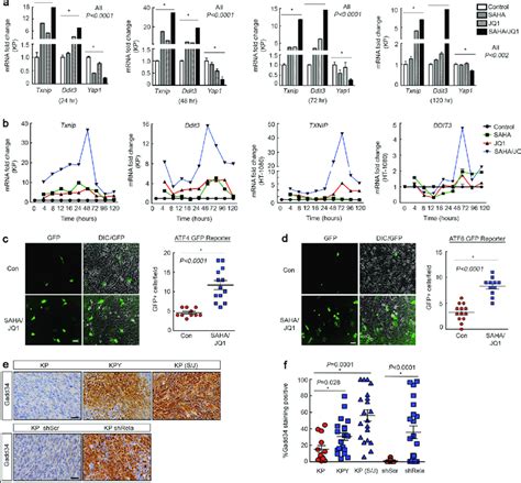 Saha Jq1 Treatment Promotes Upr Target Oscillation A Qrt Pcr Of Kp Download Scientific Diagram