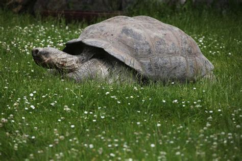 Santa Cruz Galapagos Giant Tortoise Chelonoidis Nigra Porteri Stock