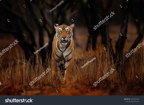 Indian Tiger Wild Animal Nature Habitat Stock Photo 1853252632 ...