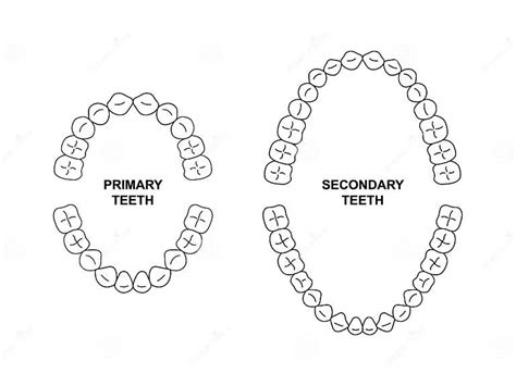 Anatomie Van Secundaire En Primaire Tanden Illustratie Van De Kaak Van