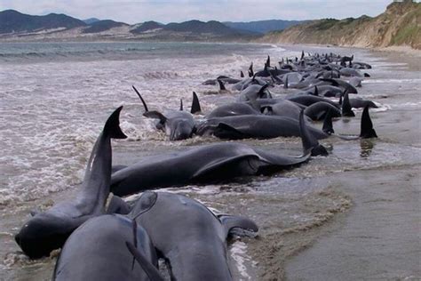 Un Centenar De Ballenas Mueren Varadas En Nueva Zelanda Agenciapi Co