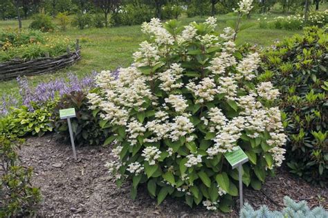 Zielono Zakr Ceni Hortensja Bukietowa Hydrangea Paniculata Dharuma