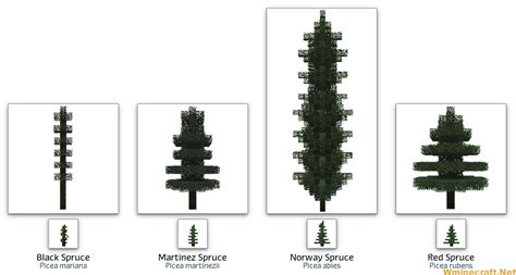 Spruce Trees World Minecraft