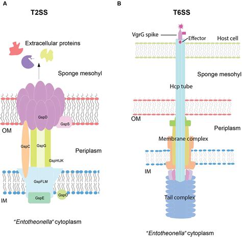 Frontiers New Genomic Insights Into Entotheonella Symbionts In