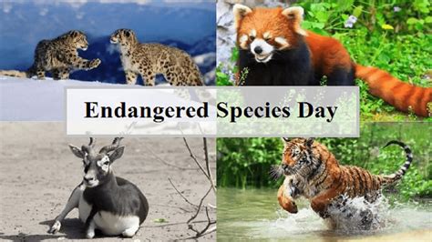 When is Endangered Species Day 2023 observed?