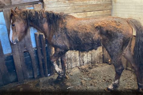 Verwaarloosde Paarden Gered Tijdens Controle Maandenlang Van Top Tot