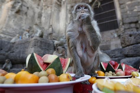 This Thai town hosts a special feast for monkeys every year | Art-and ...