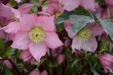 Flowers That Bloom In Winter Nz Go Gardening Helping New Zealand Grow