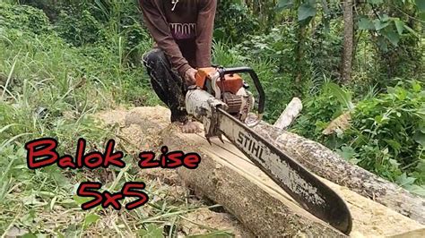 Predator Kayu Vs Kayu Jati Gergaji Mesin Chainsaw Sthil Youtube