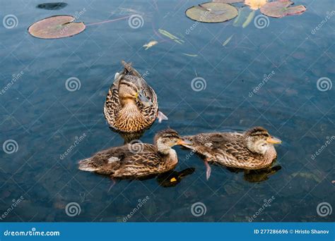 Wild Duck Swimming In Lake Water Birds In Park Stock Photo Image Of