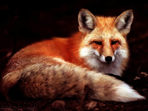 Aesthetic wallpaper Fox, Red Fox, Animals 🔥 Free TOP wallpapers