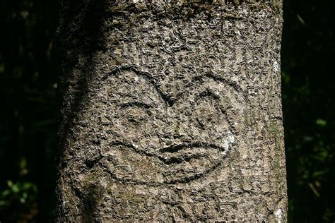 Dendroglyph. In the Chatham Islands of New Zealand, the indigenous Moriori people practised the ...