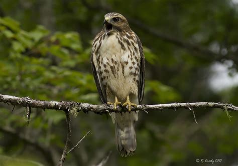 South Shore Birder: Broad-winged Hawk - juvenile