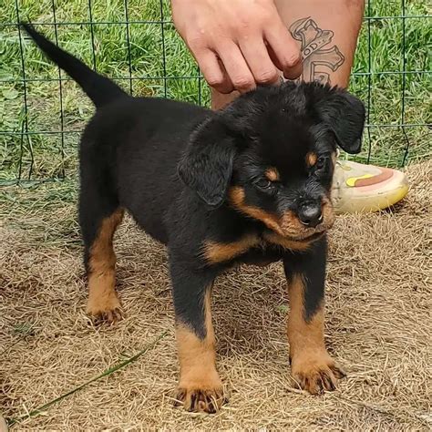 Rottweiler hound mix/full grown rottweiler poodle mix/rotwhiler