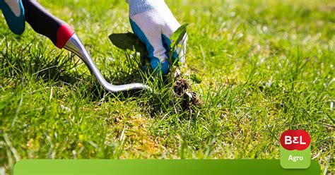 Controle De Ervas Daninhas No Jardim Entenda Como Os Herbicidas Podem