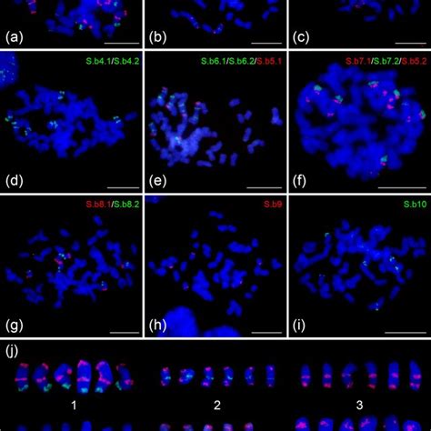 Fluorescence In Situ Hybridization Fish Analysis In Sa Spontaneum