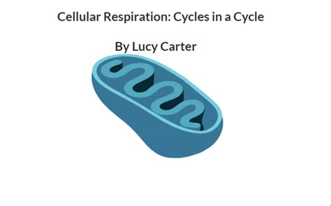 Cellular Respiration: Cycles in a Cycle