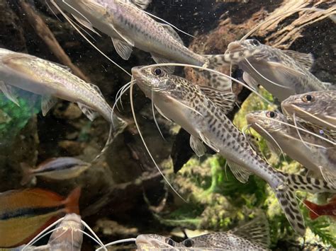 Pictus Catfish Guide Setup Behavior Feeding And Tank Mates