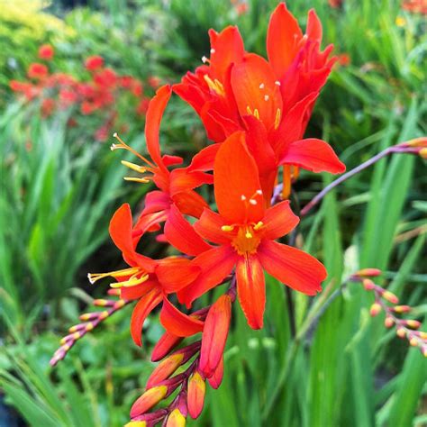 Крокосмия Fire King - купить с доставкой по Украине, цена в — Яскрава ...