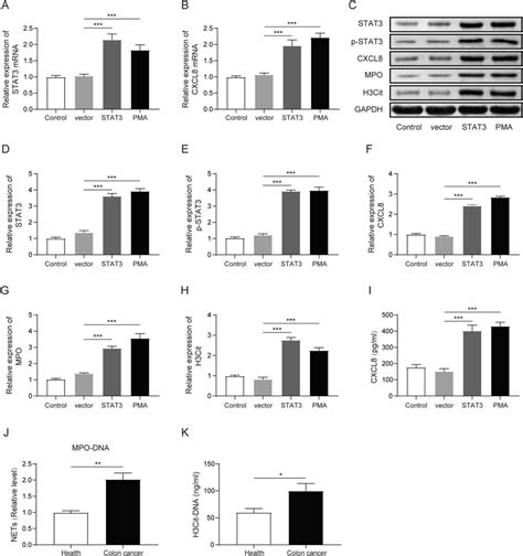 Stat3 Overexpression Promoted The Production Of Cxcl8 And The Formation