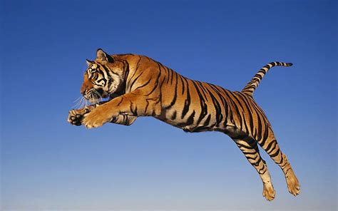 Running Tiger HD Wallpaper Pxfuel