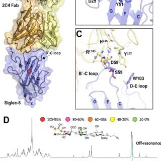 3D Structure Of Siglec 8 In Complex With 2C4 Fab A Crystal Structure