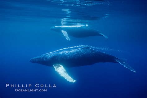 Humpback Whale Megaptera Novaeangliae Maui Hawaii