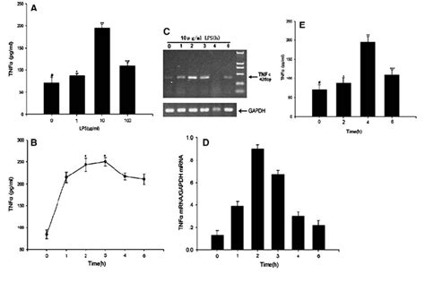 LPS Induces The Expression Of TNF A MRNA And Protein In Cultured SCs