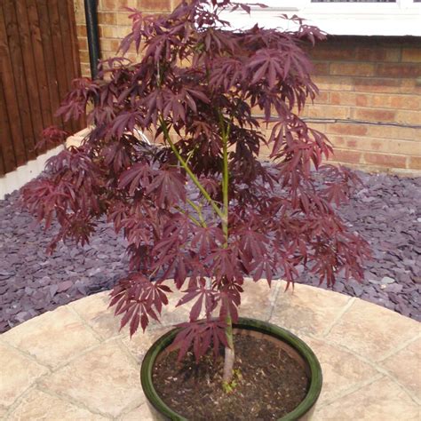 Acer Palmatum Fireglow Japanese Maple Fireglow In Gardentags Plant