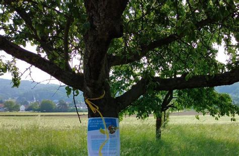 Obstb Ume Mit Gelben B Ndern D Rfen Gratis Abgeerntet Werden